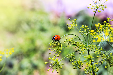 Ladybug on blooming dill.