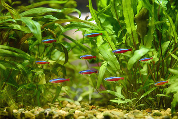 Paracheirodon axelrodi, red neon, aquarium flock. - 248712989