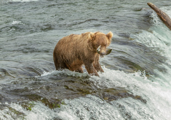 Closeup photo of a an Alaskan grizzly bear with a salmon fish in its mouth standing on top of a...