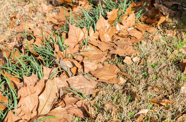 Dried Leaves