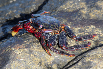rote_Klippenkrabbe