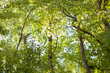 Green Leaves