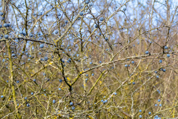 blackthorn berries