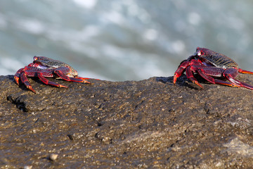 rote_Klippenkrabbe