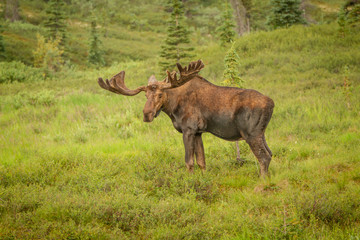 Moose with antlers staring at viewer while standing in a meadow in Denali National Park, Alaska, USA. Moose is off to right of frame, ample copy space