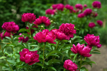 Red peonies in the garden. Blooming red peony. Closeup of beautiful red Peonie flower.