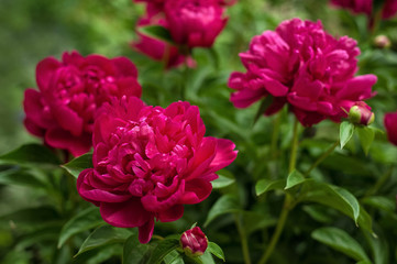 Red peonies in the garden. Blooming red peony. Closeup of beautiful red Peonie flower.