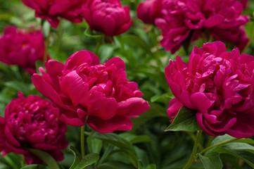 Red peonies in the garden. Blooming red peony. Closeup of beautiful red Peonie flower.