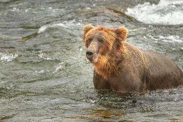 A single grizzly bear in a river in Alaska, USA. The bears legs are underwater and the bear looks...