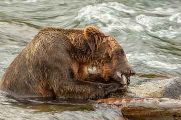Closeup photo of a an Alaskan grizzly bear eating a piece of salmon in a river at Brooks Falls, Alaska.
