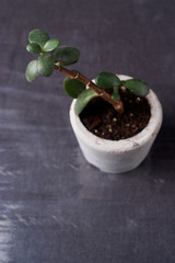crassulain diy concrete pot. Only planted in pots. On table. the concept of home comfort