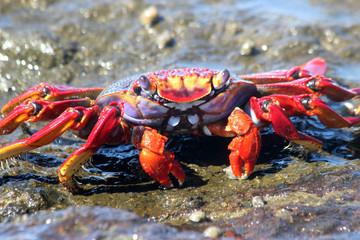 rote_Klippenkrabbe