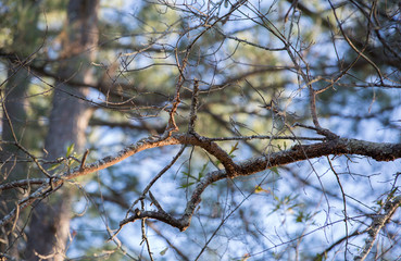 Winter Tree Branch