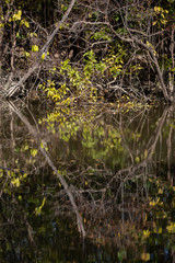 Autumn Reflections