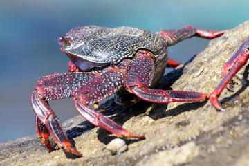 rote_Klippenkrabbe