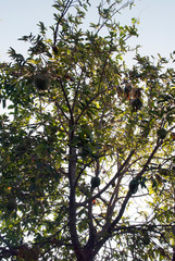 arbol de guanabana con frutas