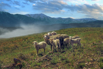 Fototapeta premium a flock of sheep and lambs graze in the pasture at the foot of the mountains at sunset 