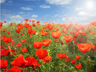         landscape,  red poppy flowers field under a blue sky in bright spring day
