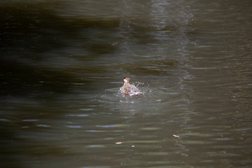 Silver Teal Duck Swimming