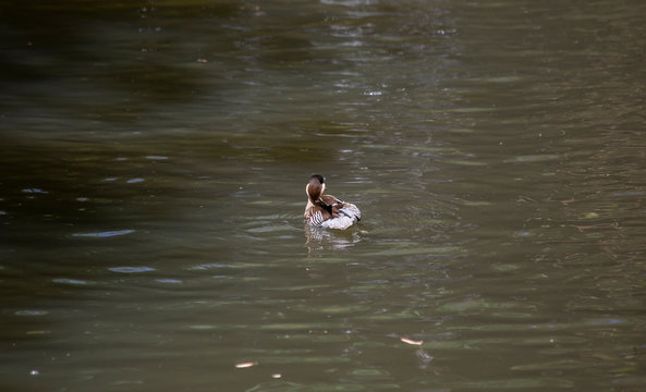 Silver Teal Duck Swimming