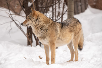 Wolf stands on snow