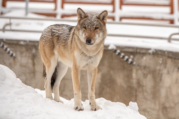 Wolf stands on snow