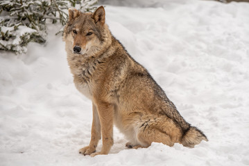 Wolf sits on snow