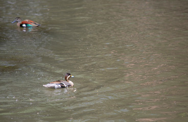 Silver Teal Duck Swimming
