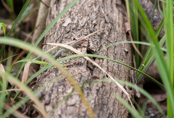 Skink on Log