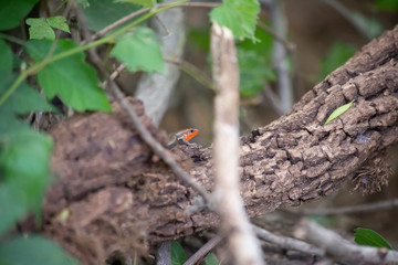 Skink