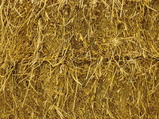 dry brown grass hay stack wall background.