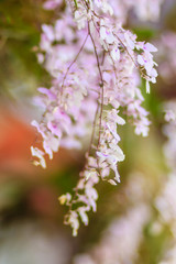 Beautiful Ionopsis orchid, Purple Orchid, or Ionopsis paniculata (Ionopsis utricularioides [Sw.]). Selective focus