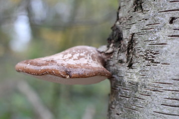 a birch polypore at a white birch tree closeup in the forest