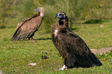 Mönchsgeier mit Gänsegeier im Hintergrund