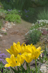 Blooming yellow tulip Beauty of parade closeup