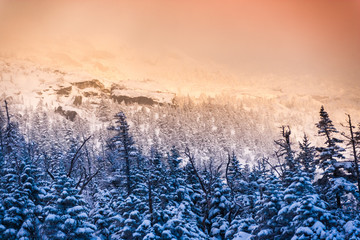 Snow covered trees on Mt. Mansfield, Stowe, Vermont, USA