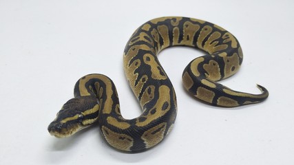 snake isolated on white background