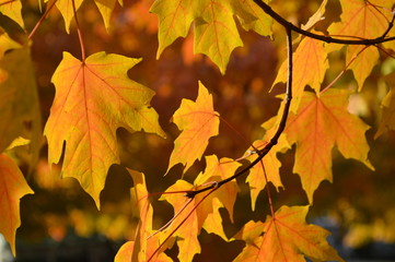 Late afternoon October leaves,  Kansas City, Mo.