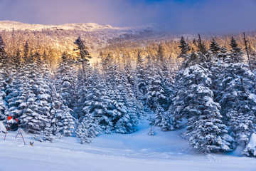Snow covered trees on Mt. Mansfield, Stowe, Vermont, USA