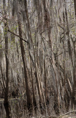 Obraz premium Wetlands