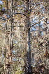 Fototapeta premium Wetlands