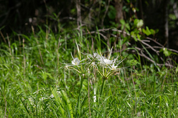 Spider Lilies