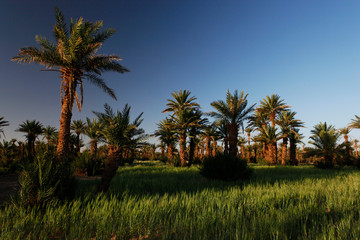 Fototapeta na wymiar Marokko, M`Hamid, Palmenoase