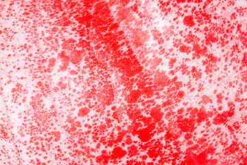 Anthurium Scherzerianum texture close up