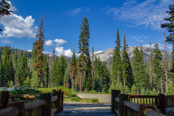 Sequoia tree framed by greenery, mountain and clear blue sky in Sequoia National Park