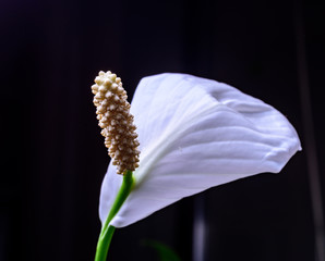 white flower on black background