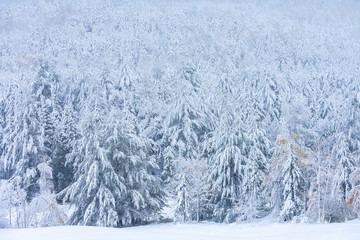 Snow covered evergreen trees, Stowe, Vermont, USA