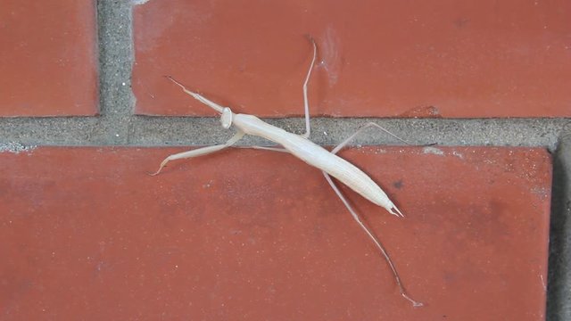 Mantis religiosa, with the common name praying mantis, and outside Europe the European mantis, is an insect in the family Mantidae.