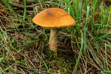 Birch bolete ( Leccinum scabrum ) with characteristic orange cap growing in forest grass.