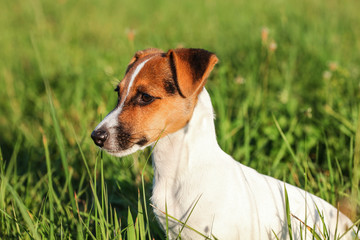 Small Jack Russell terrier sitting in low grass, looking to side, detail on her head.